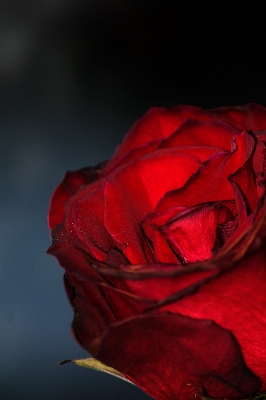 Foto Pianta fotografia foglia fiore