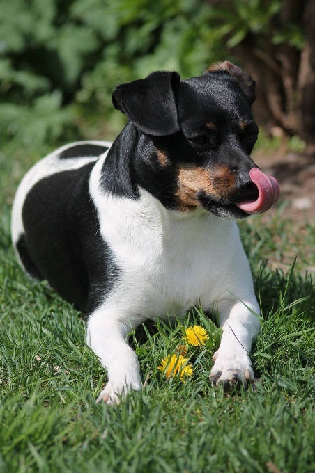 白 子犬 犬 動物