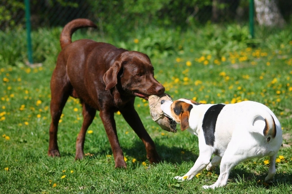 Grass puppy dog animal Photo