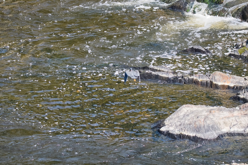 Meer wasser rock vogel