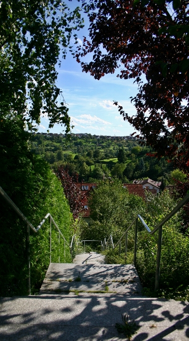 Paisagem árvore natureza grama