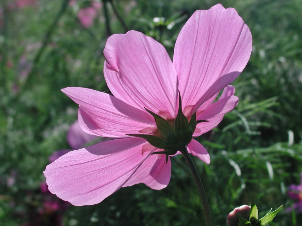 Nature blossom plant cosmos