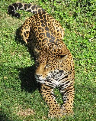 Nature looking wildlife zoo Photo