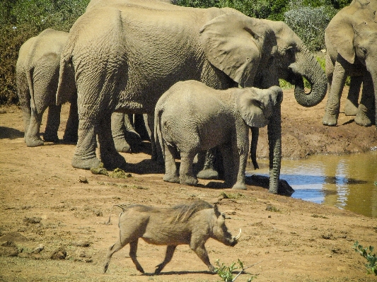 Foto Acqua natura avventura animali selvatici