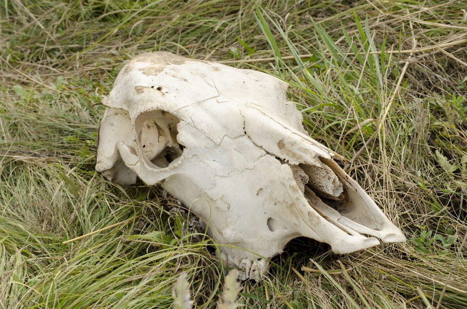 Wildlife cow skull bone