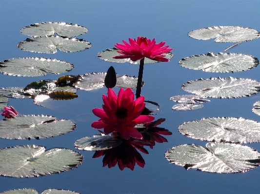 Foto Florecer planta flor pétalo