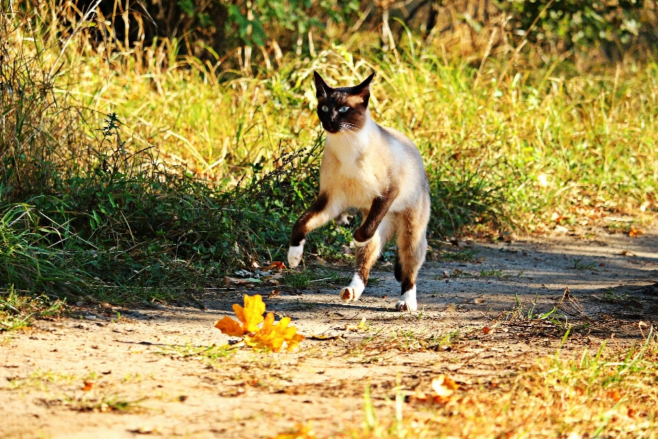 Faune chaton chat automne