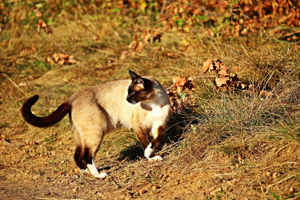 Faune chaton chat automne