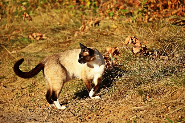 Foto Animais selvagens gatinho gato outono