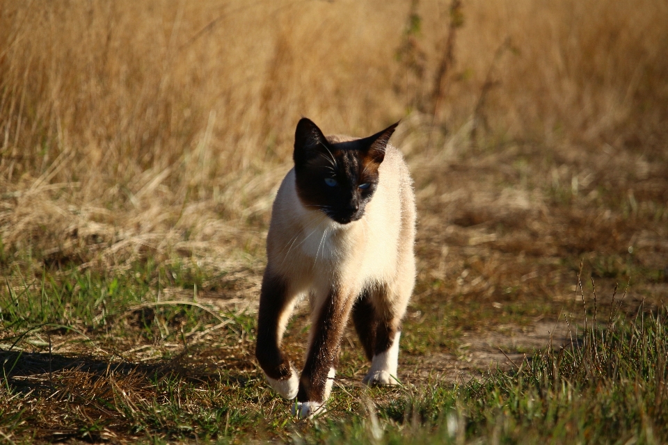 Césped gatito gato otoño