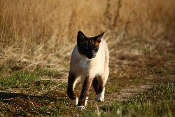 Grass kitten cat autumn Photo