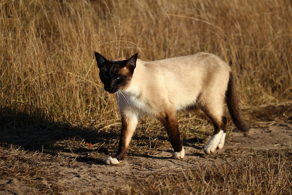 çimen yaban hayatı kedi yavrusu