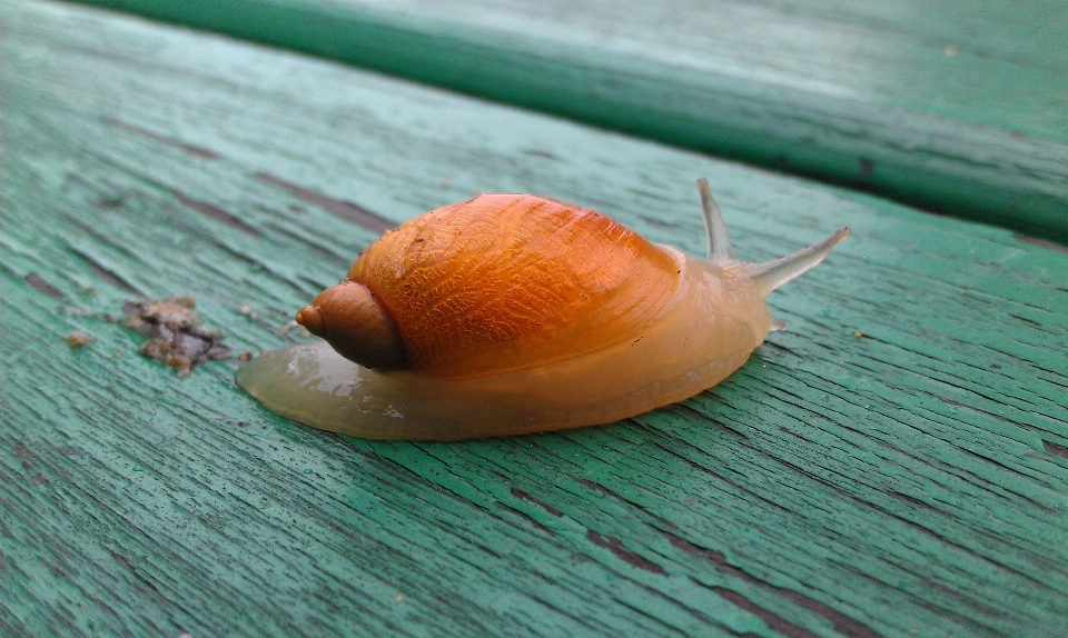 Mão folha verde invertebrado