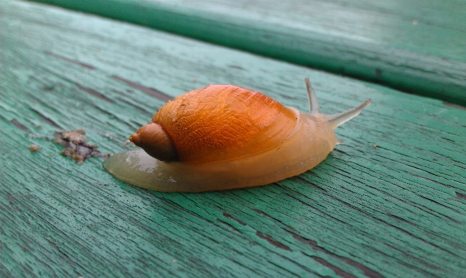 Hand leaf green invertebrate Photo