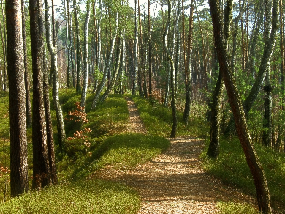 Drzewo natura las ścieżka