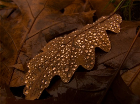 Wood leaf flower autumn Photo