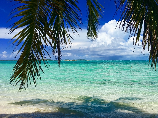 Beach sea coast tree Photo