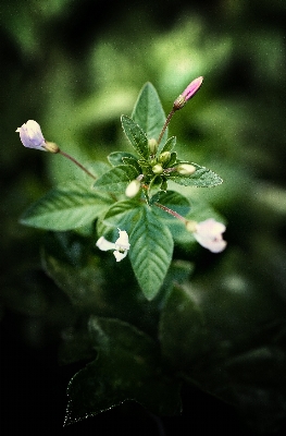 Tree nature outdoor blossom Photo