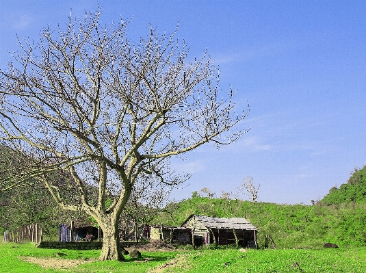 Landscape tree nature forest Photo