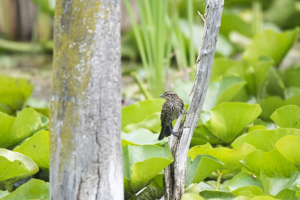 Naturaleza rama pájaro hoja