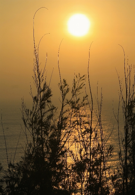 Praia paisagem mar árvore