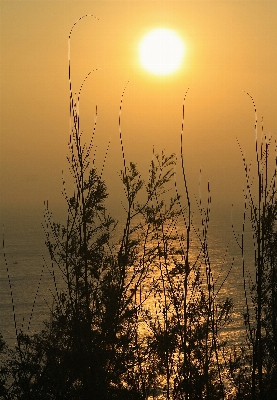 Beach landscape sea tree Photo