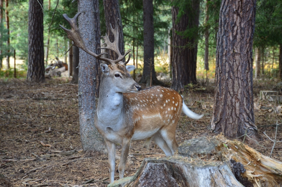 自然 森 動物 男