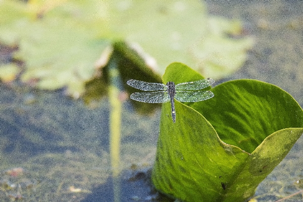 Nature plant leaf flower Photo