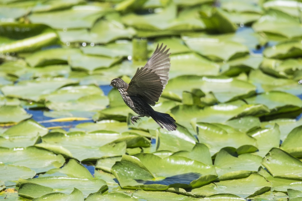 Acqua natura uccello ala