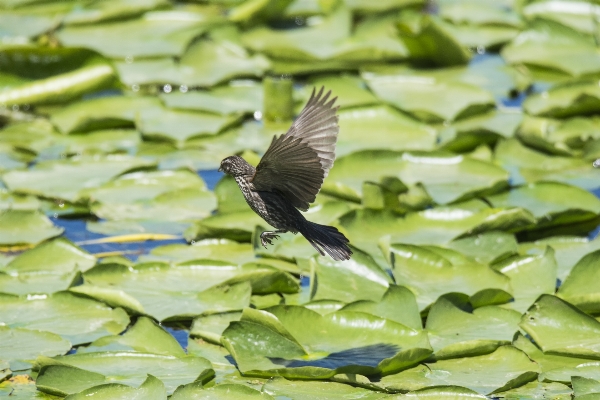 Foto água natureza pássaro asa