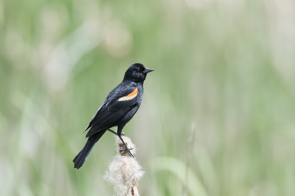 Nature bird wildlife red Photo