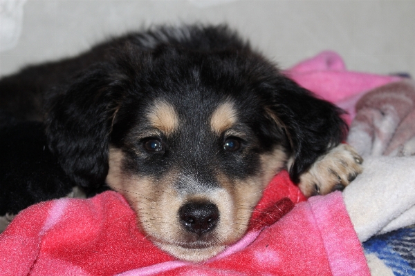 Foto Filhote de cachorro bicho estimação mamífero