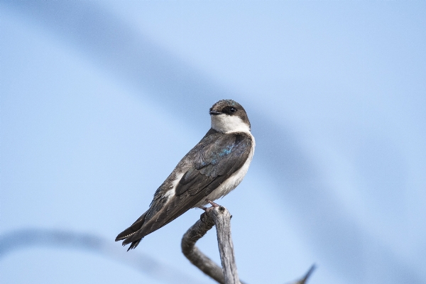 木 ブランチ 鳥 野生動物 写真