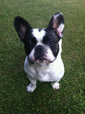 Lawn dog mammal bulldog Photo