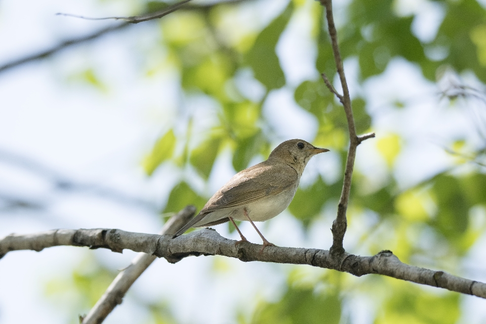 Natura ramo uccello animali selvatici