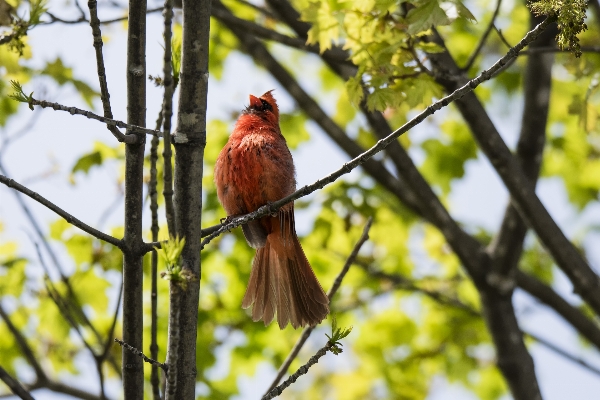 Photo Arbre nature bifurquer oiseau