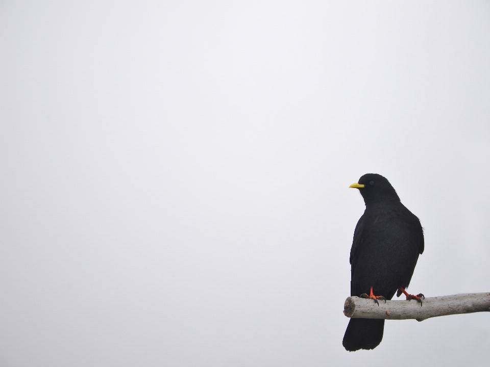 Naturaleza pájaro solo mirando