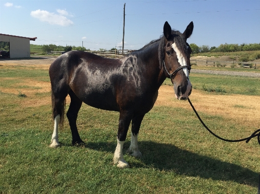 Pasture grazing horse rein Photo