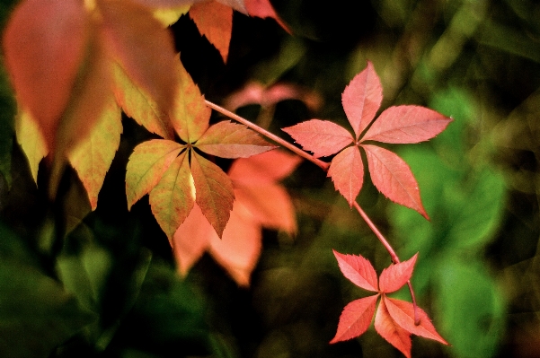 Tree nature branch plant Photo