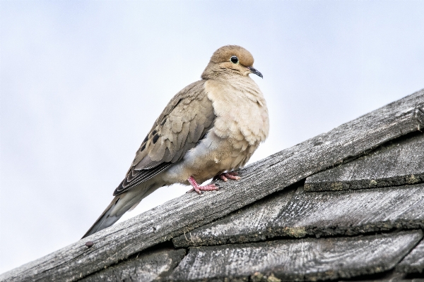 Branch bird wing wildlife Photo