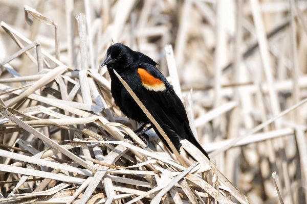 Foto Alam cabang burung margasatwa