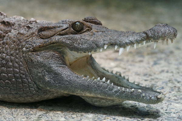 Foto Fiume animali selvatici rettile fauna