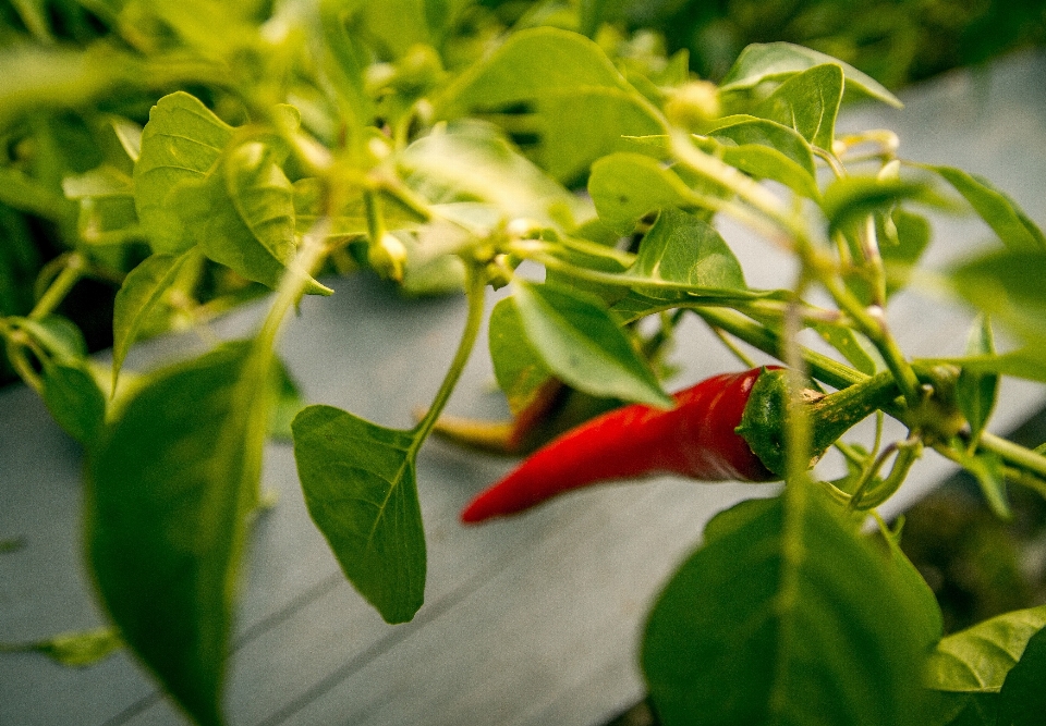 植物 葉 花 食べ物