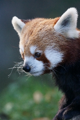 かわいい 野生動物 哺乳類 近い 写真