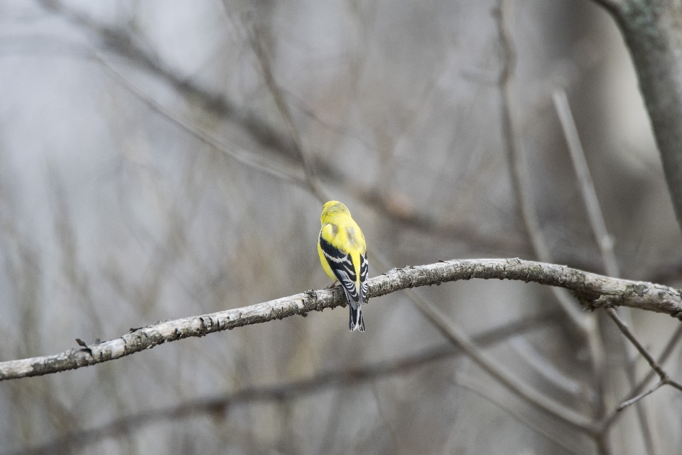 Natur zweig vogel flügel