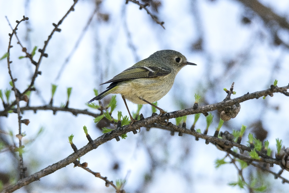 Naturaleza rama pájaro flor