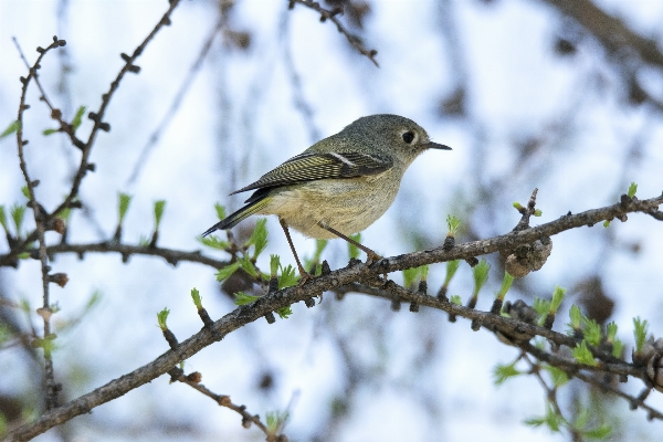 Nature branch bird flower Photo