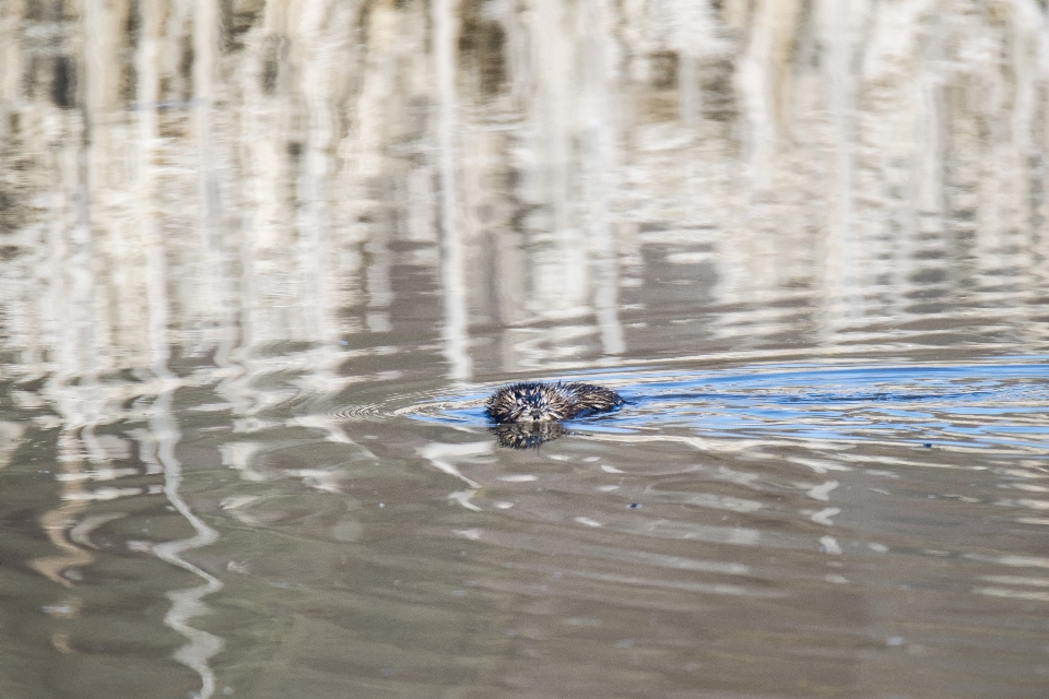 Wasser natur vogel tierwelt