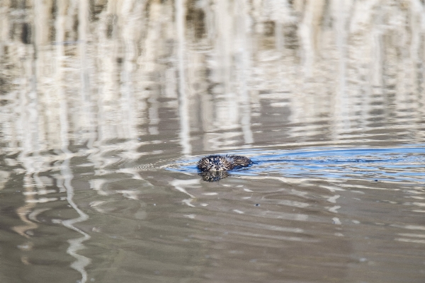 水 自然 鳥 野生動物 写真