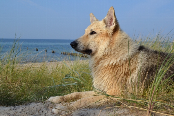 Beach sea wet dog Photo